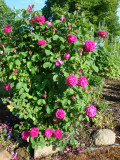 DSC01950.JPG