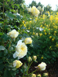 DSC02054.JPG