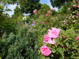 DSC08623.JPG