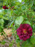 DSC08675 Kathie's Rose.JPG
