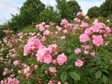 DSC08703 Multiflora-Sämling.JPG