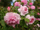 DSC08739.JPG