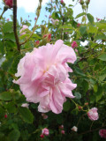 DSC08770.JPG