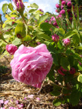 DSC08828.JPG