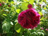 DSC08841 Great Western.JPG