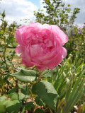 DSC08854.JPG