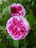 DSC08883.JPG