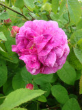 DSC08896.JPG