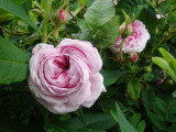 DSC08906.JPG