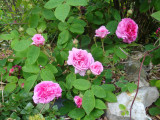 DSC08909.JPG