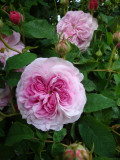 DSC08915.JPG