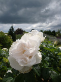 DSC08939.JPG