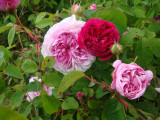 DSC08966.JPG