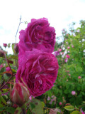 DSC08969.JPG