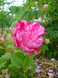 DSC08974.JPG