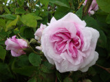 DSC08976.JPG