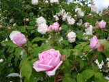 DSC09019.JPG