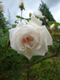 DSC09039.JPG