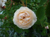 DSC09057.JPG