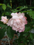 DSC09070.JPG