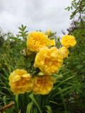 DSC09083.JPG