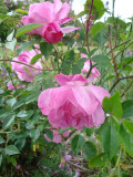 DSC09144.JPG