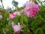 DSC09151.JPG