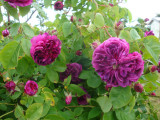 DSC09158.JPG