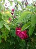 DSC09164.JPG