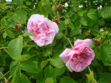DSC09170.JPG
