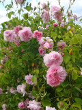 DSC09171.JPG