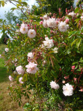 DSC09180.JPG