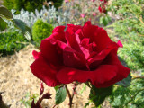 DSC09242.JPG