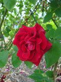 DSC09255.JPG