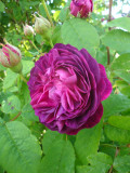 DSC09271.JPG