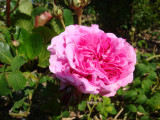 DSC09294.JPG