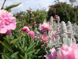DSC09304.JPG