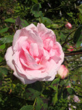 DSC09313.JPG