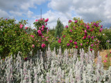 DSC09338.JPG