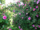DSC09370.JPG