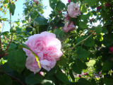 DSC09374.JPG