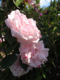 DSC09385.JPG