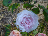 DSC09392.JPG