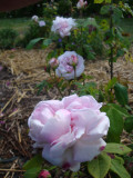 DSC09393.JPG