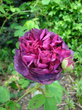 DSC09408.JPG