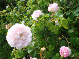DSC09413.JPG