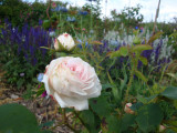 DSC09421.JPG
