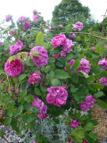 DSC09449.JPG