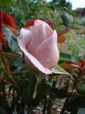 DSC09480.JPG