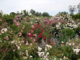 DSC00870.JPG